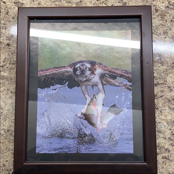 Owl Picture - Picture 1 of 1